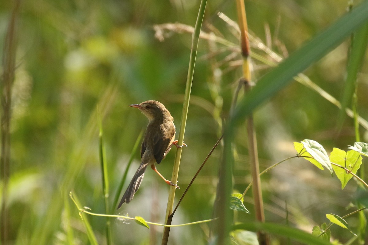 Plain Prinia - ML642491121