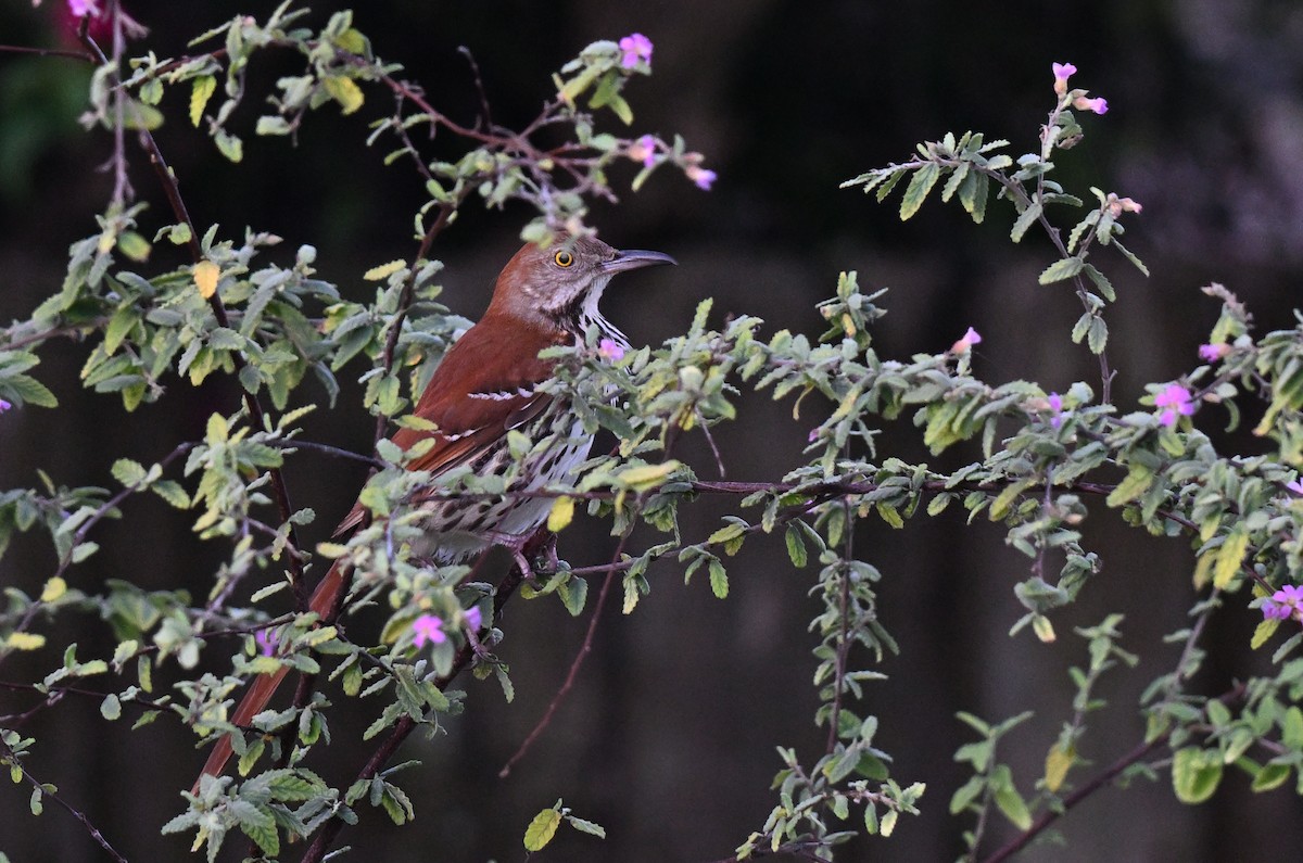Brown Thrasher - ML642491135