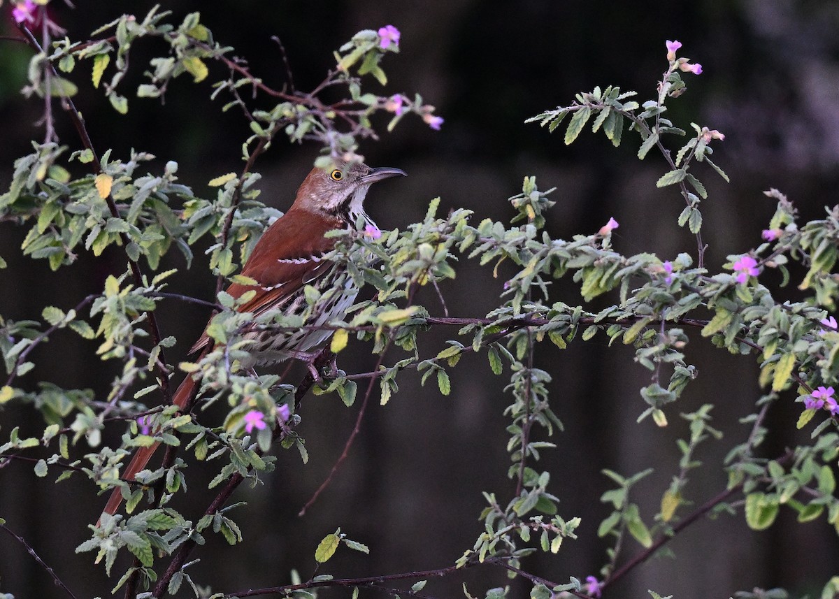 Brown Thrasher - ML642491136