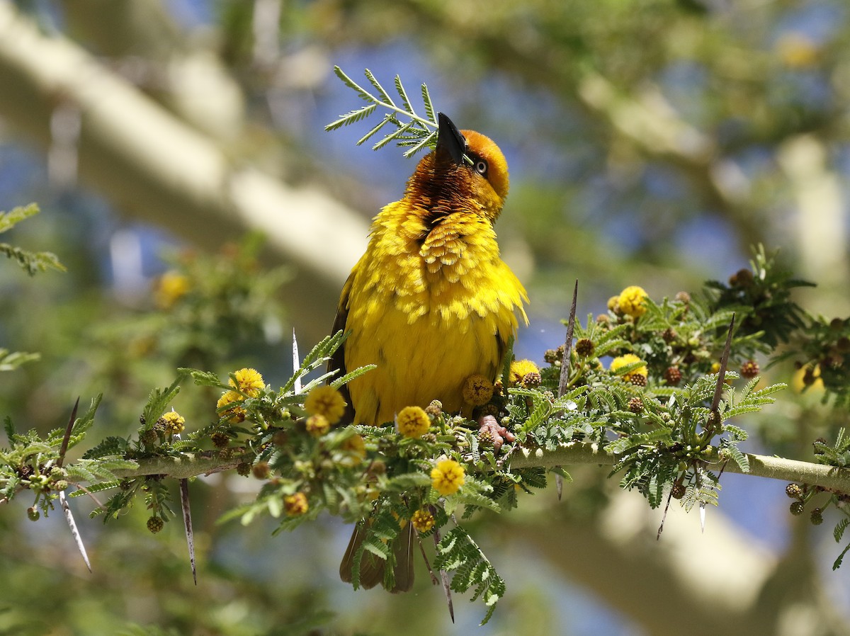 Cape Weaver - ML642491144