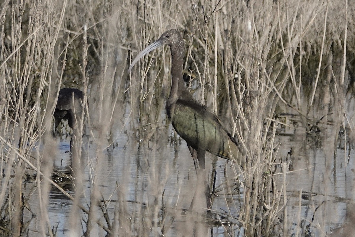 White-faced Ibis - ML642491146