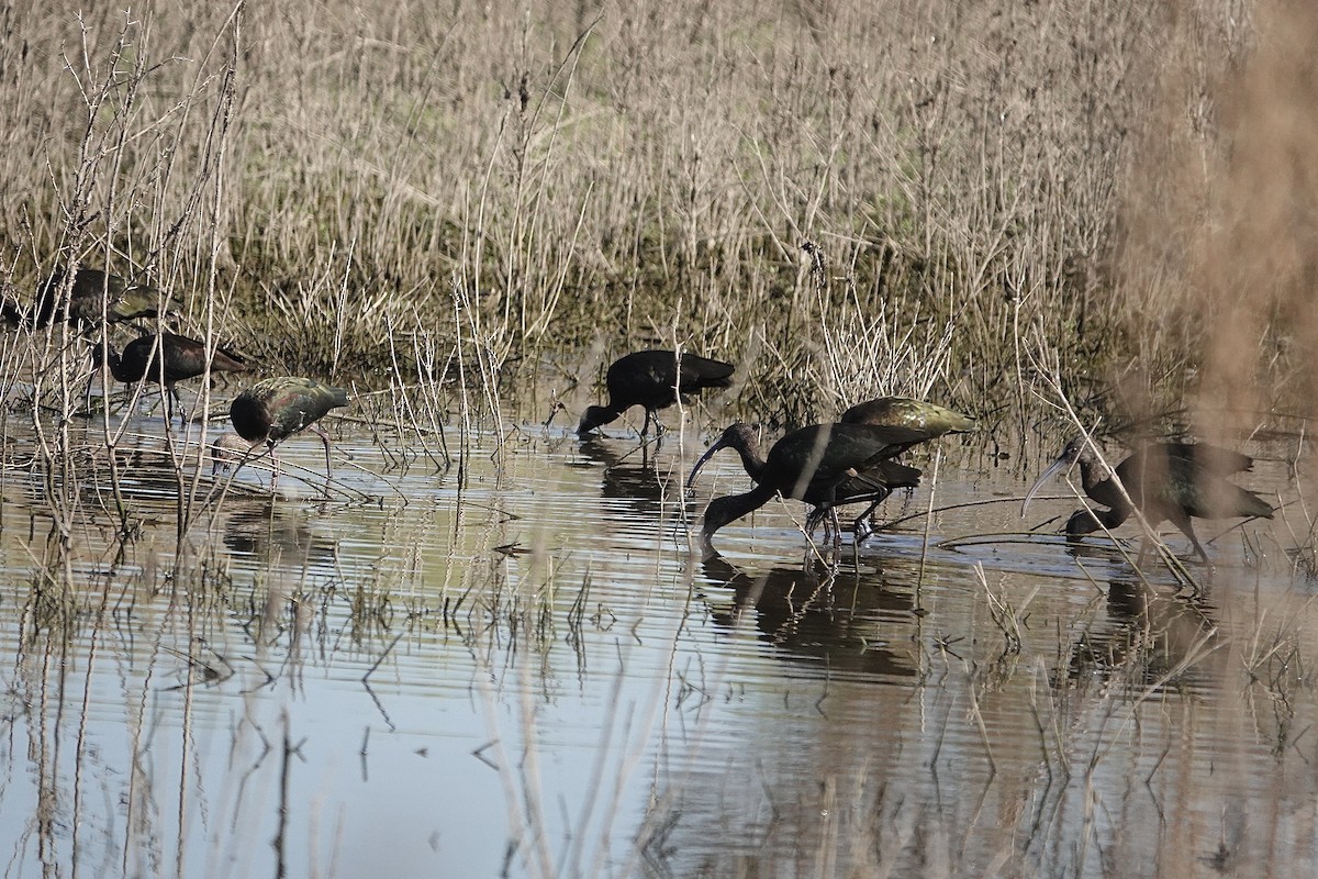 White-faced Ibis - ML642491147