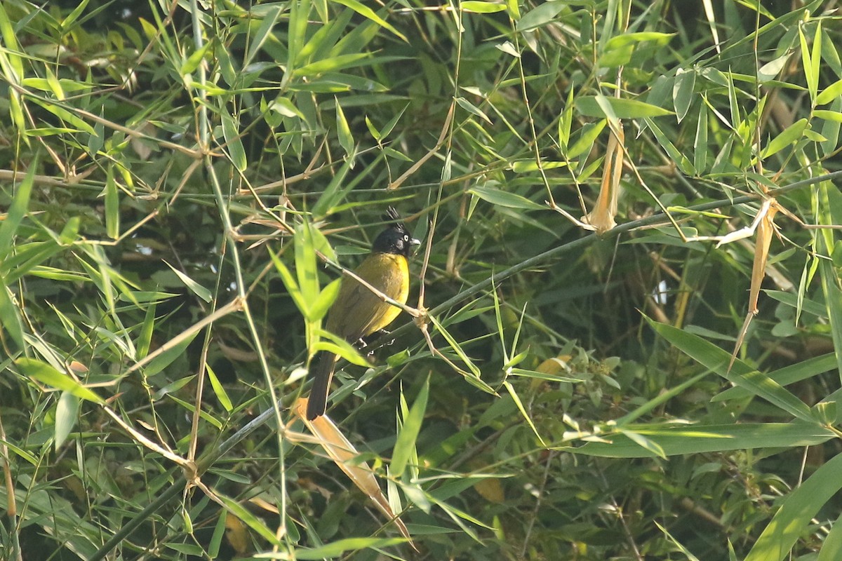 Black-crested Bulbul - ML642491176