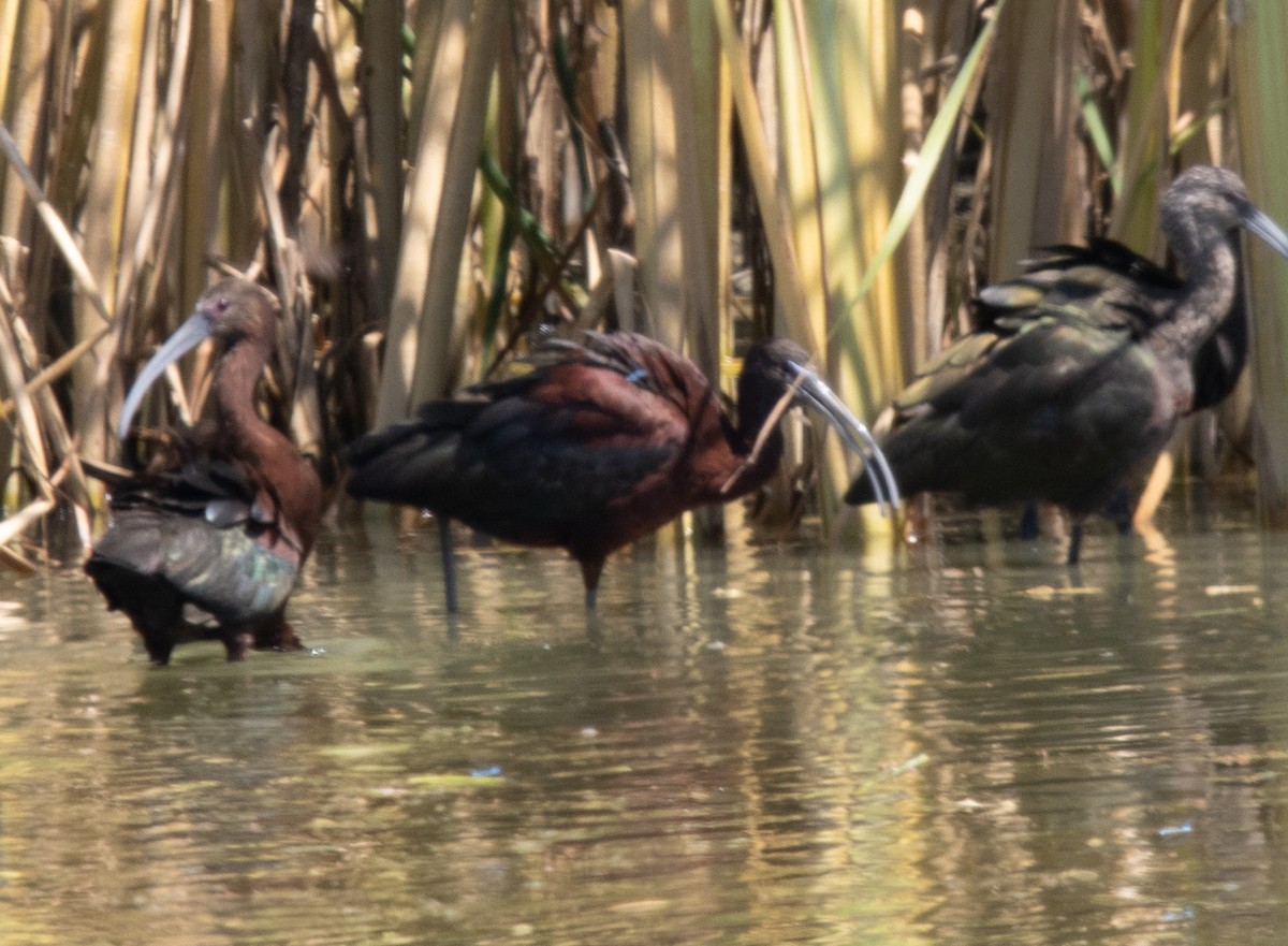 Glossy Ibis - ML642491178