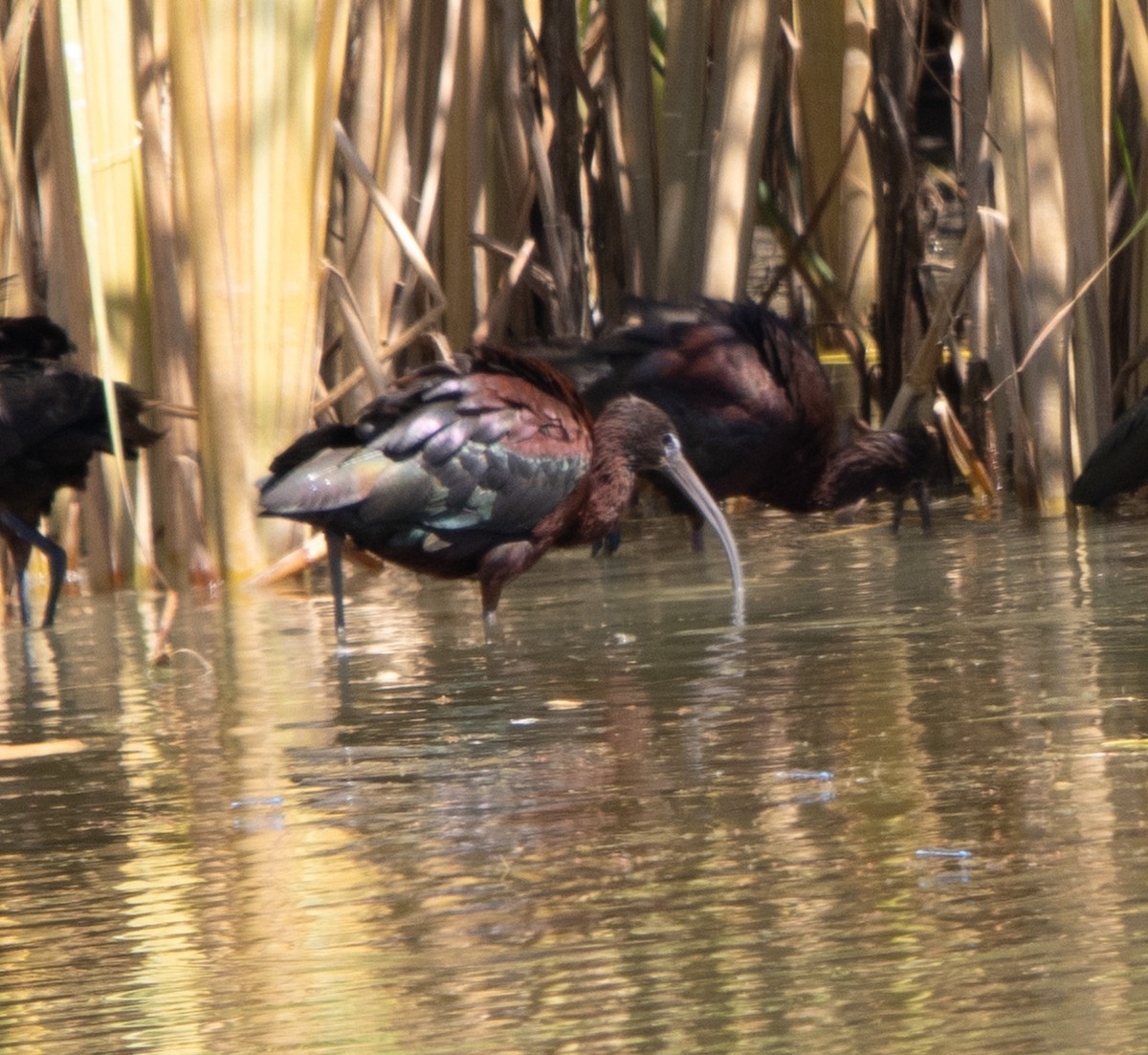 Glossy Ibis - ML642491179