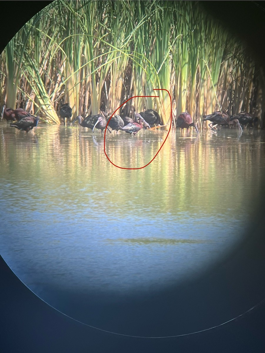 Glossy Ibis - ML642491180