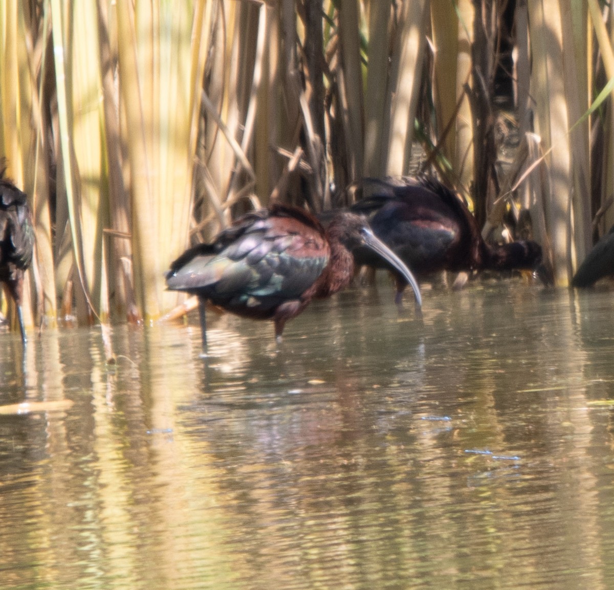 Glossy Ibis - ML642491181