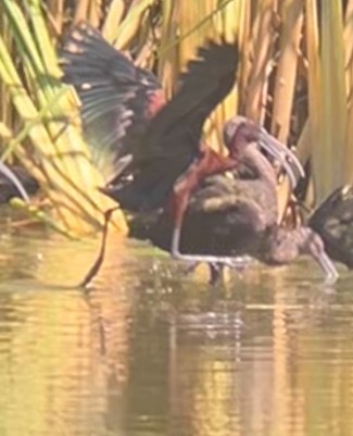 Glossy Ibis - ML642491182