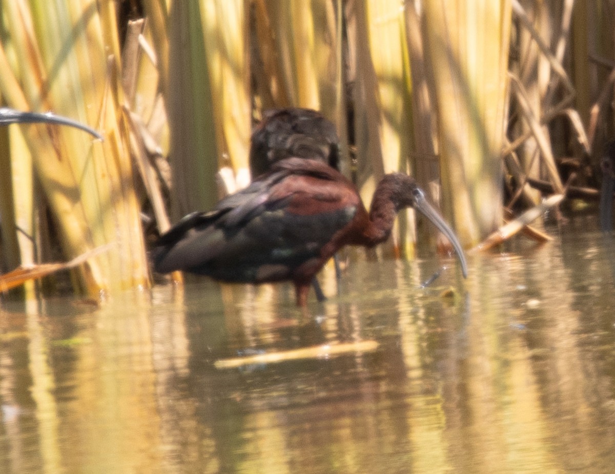 Glossy Ibis - ML642491183