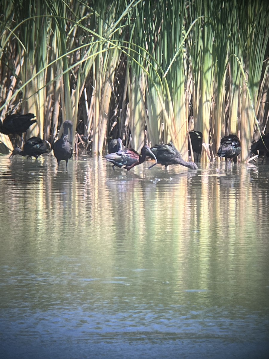 Glossy Ibis - ML642491184