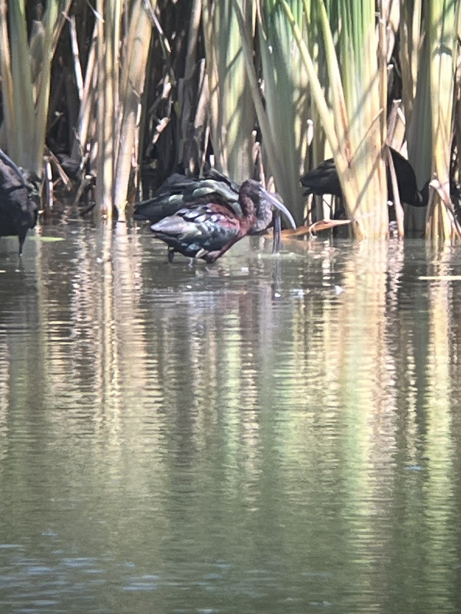 Glossy Ibis - ML642491185