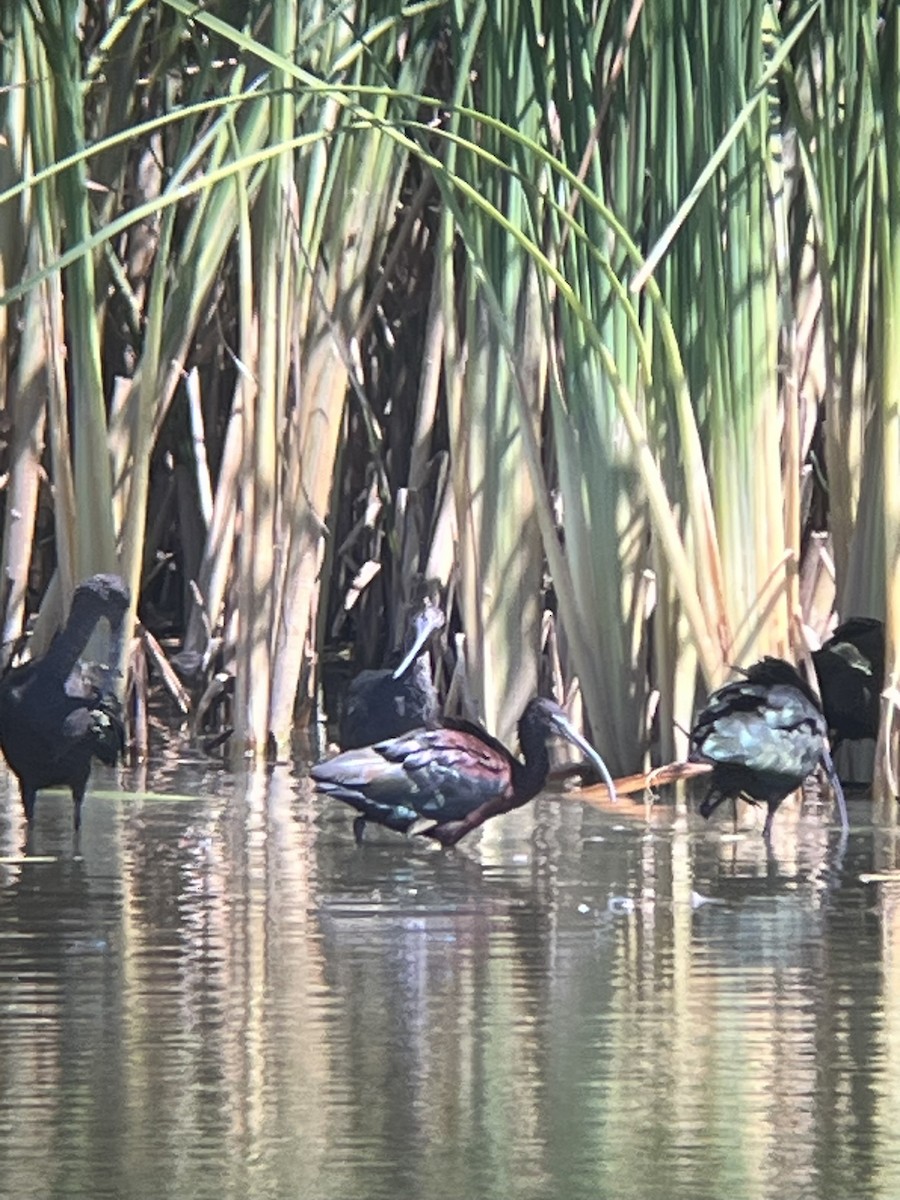Glossy Ibis - ML642491186
