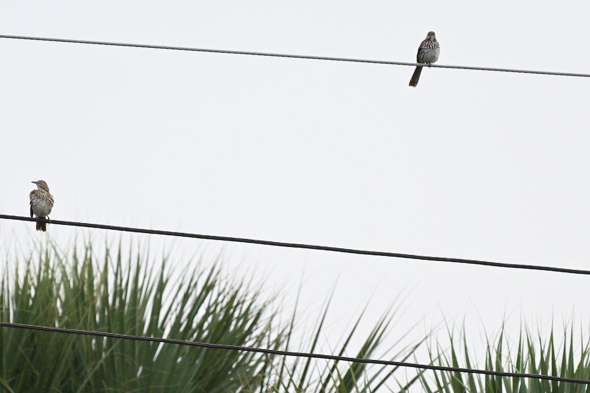 Brown Thrasher - ML642491187