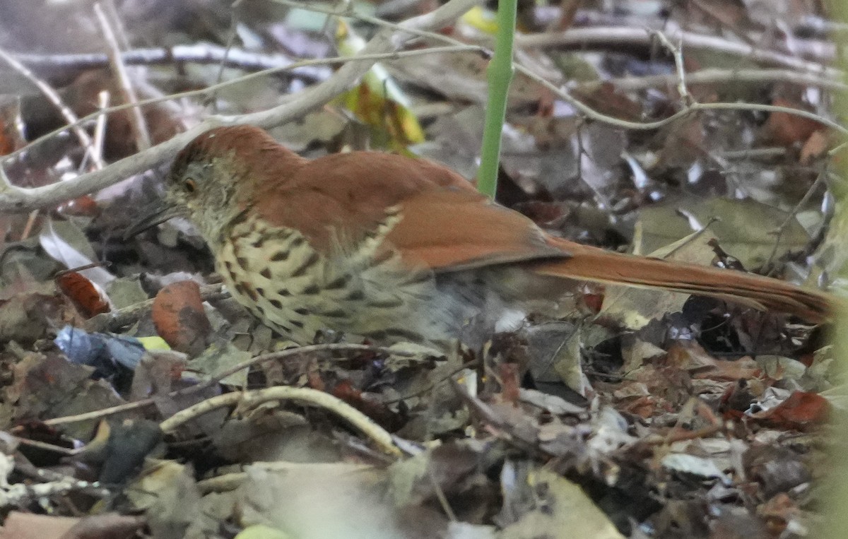 Brown Thrasher - ML642491199