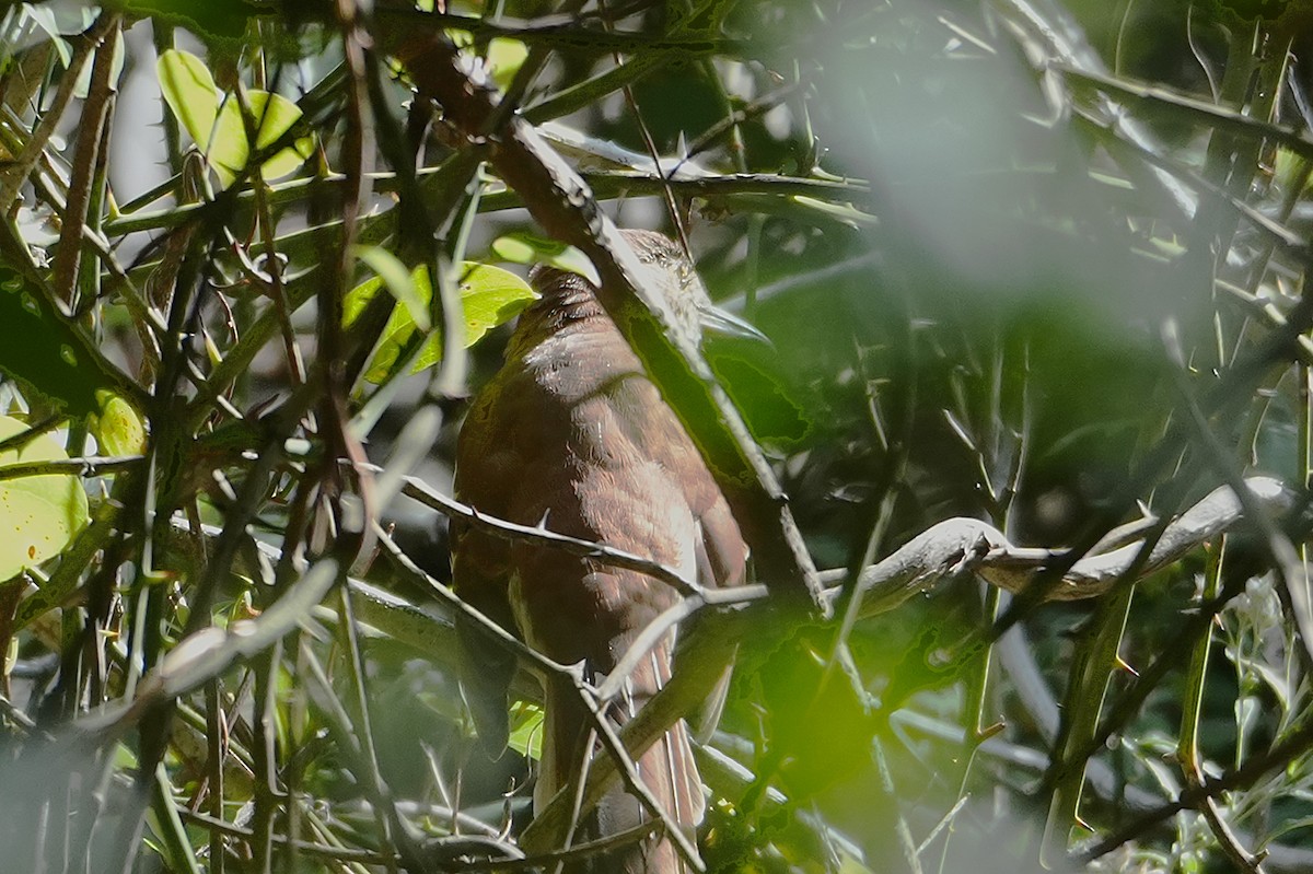Brown Thrasher - ML642491200