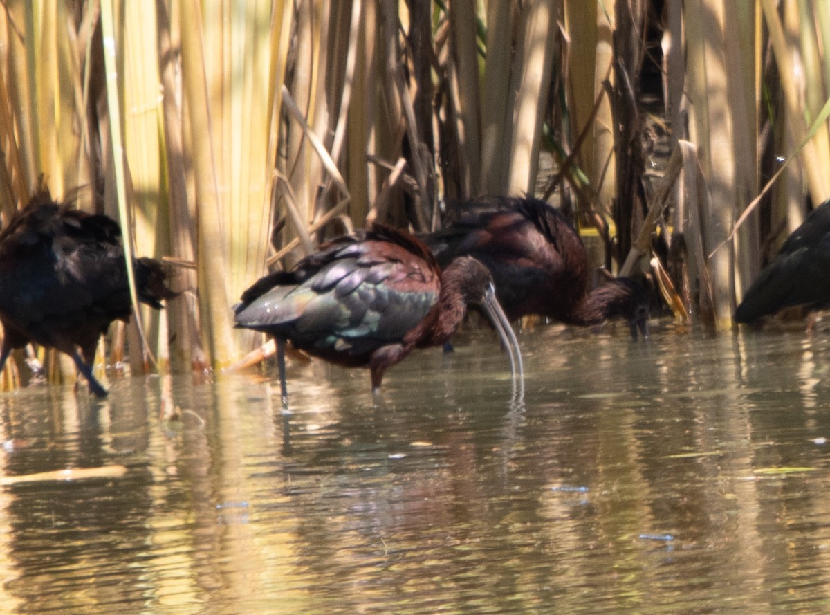 Glossy Ibis - ML642491203