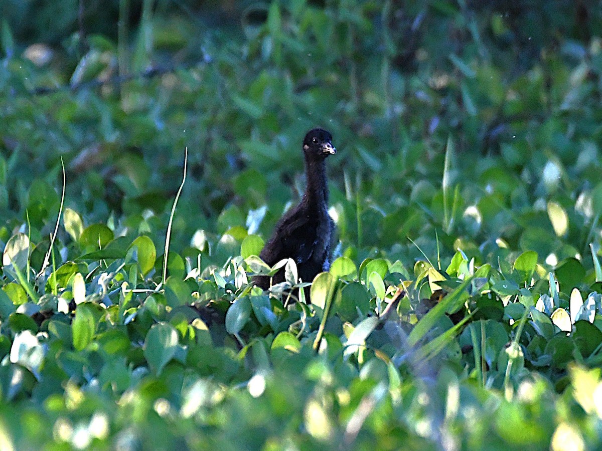 Purple Gallinule - ML642491215