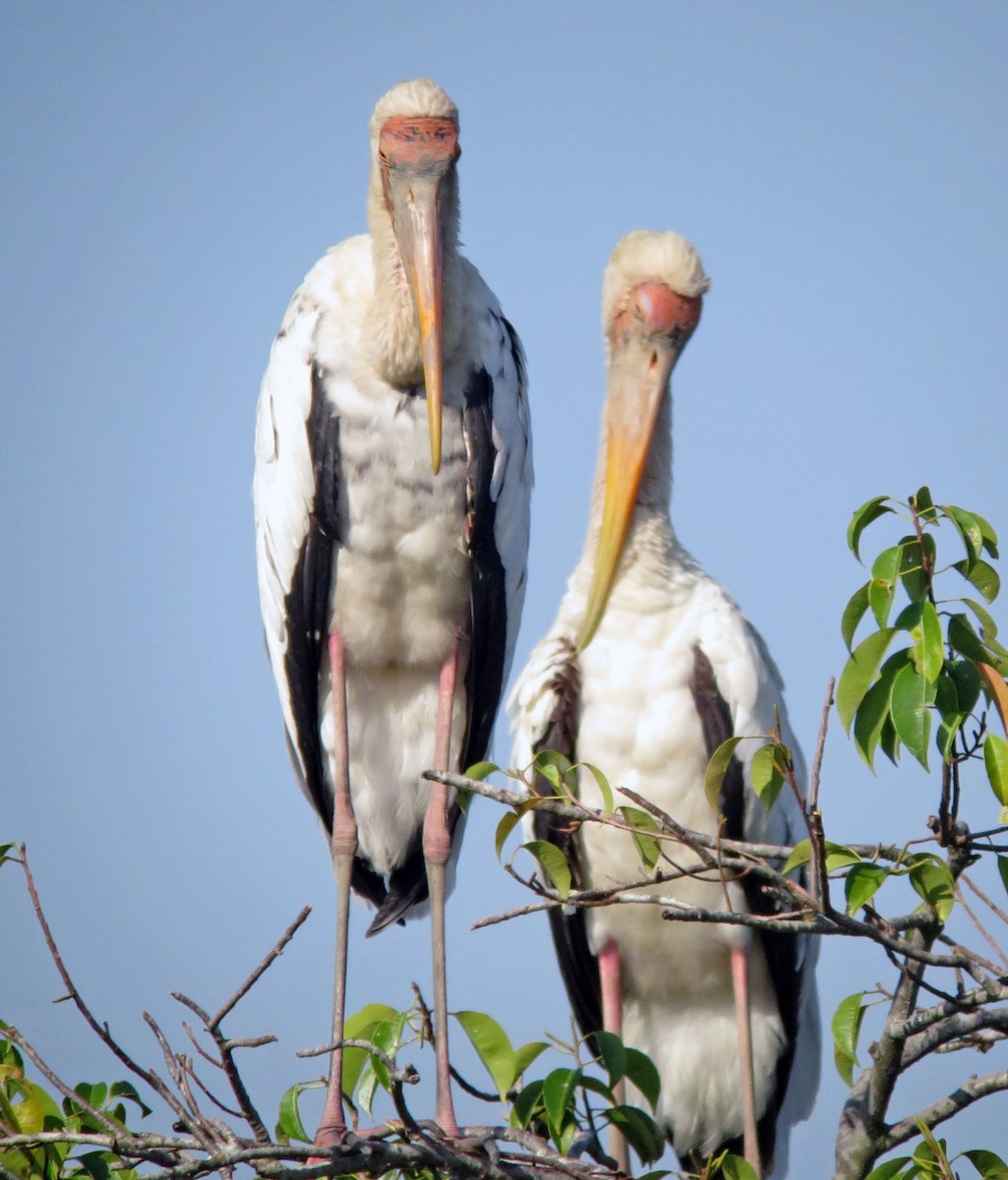 Milky Stork - ML642491221