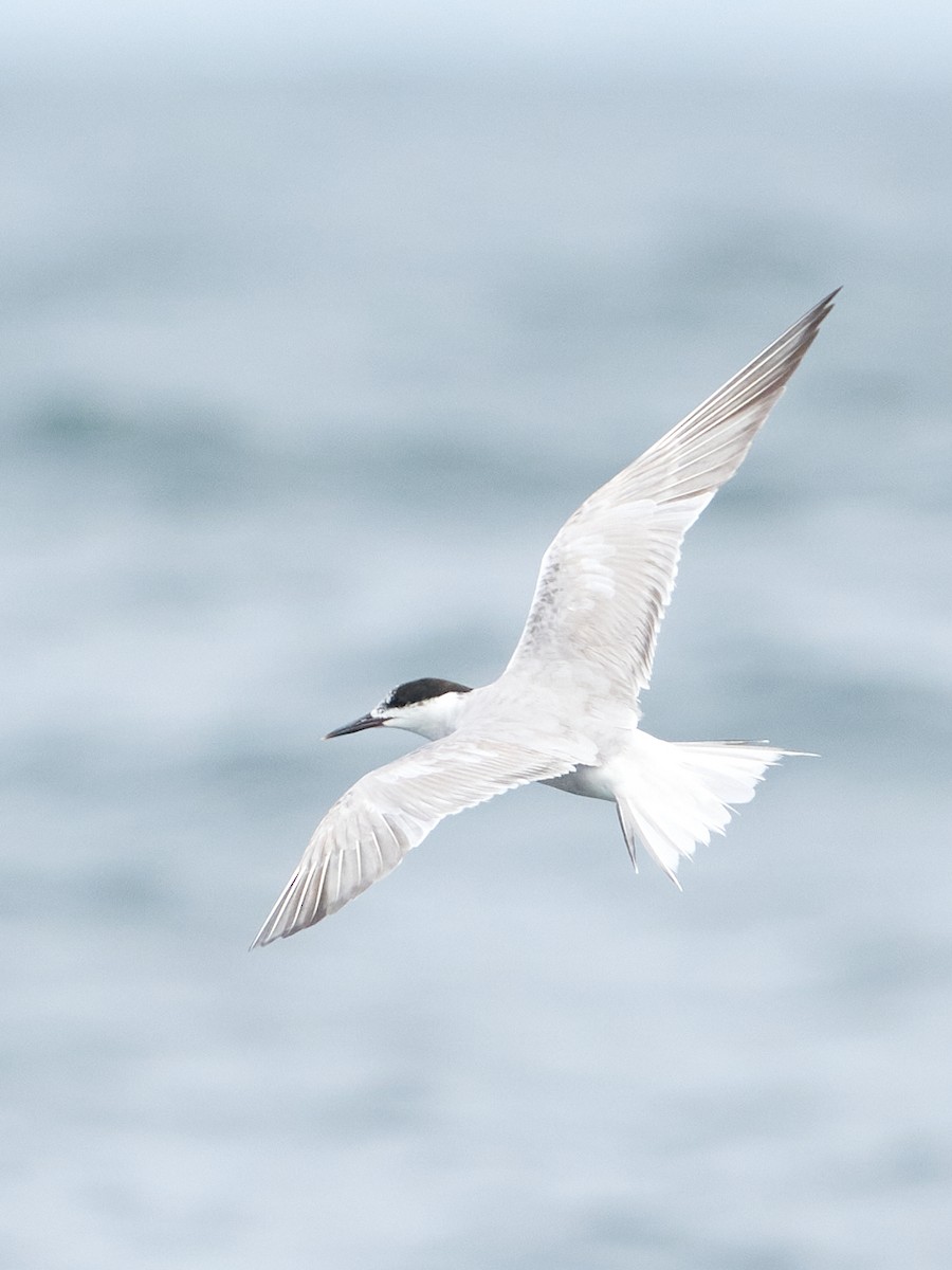 Peruvian Tern - ML642491227