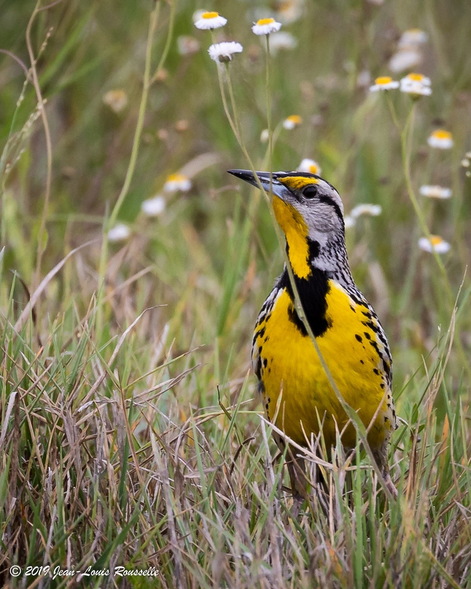 Lerchenstärling - ML642491229