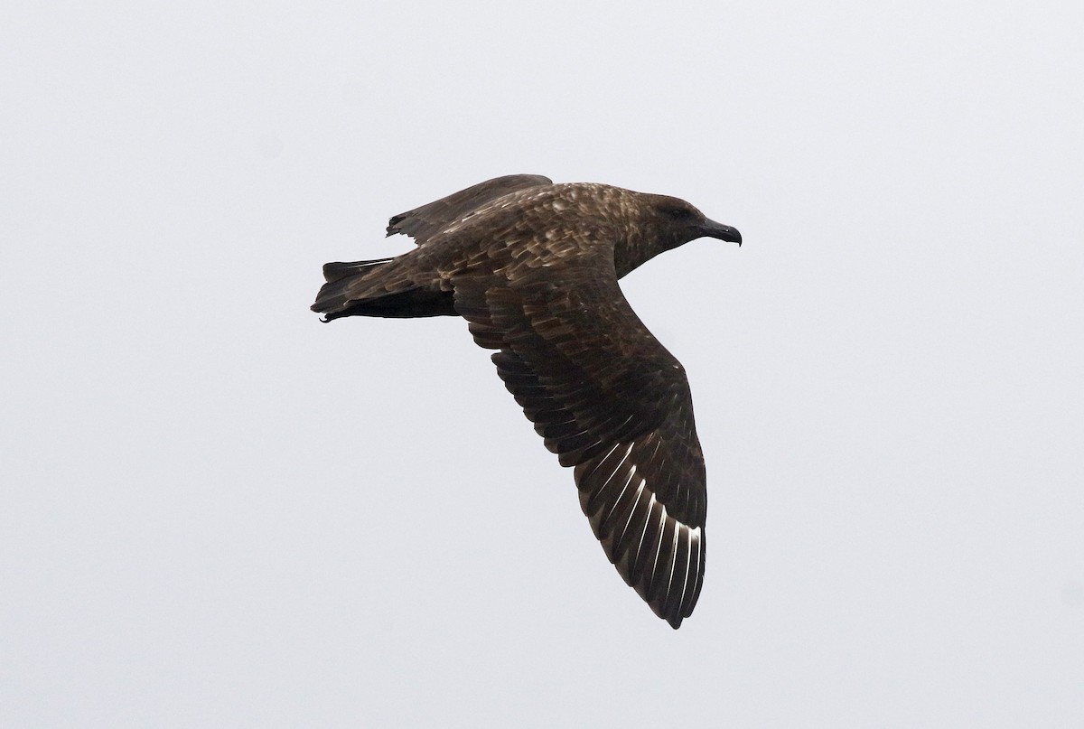 Brown Skua - ML642491230