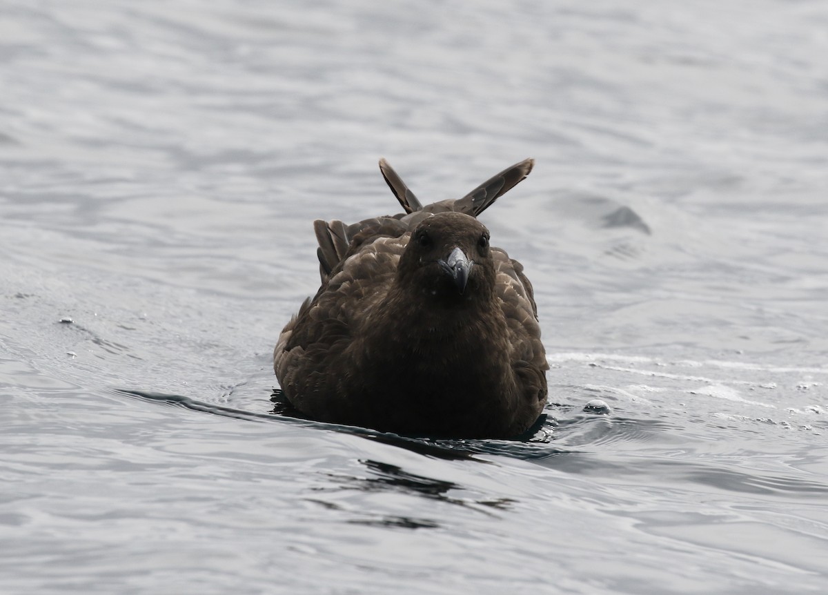 Brown Skua - ML642491238