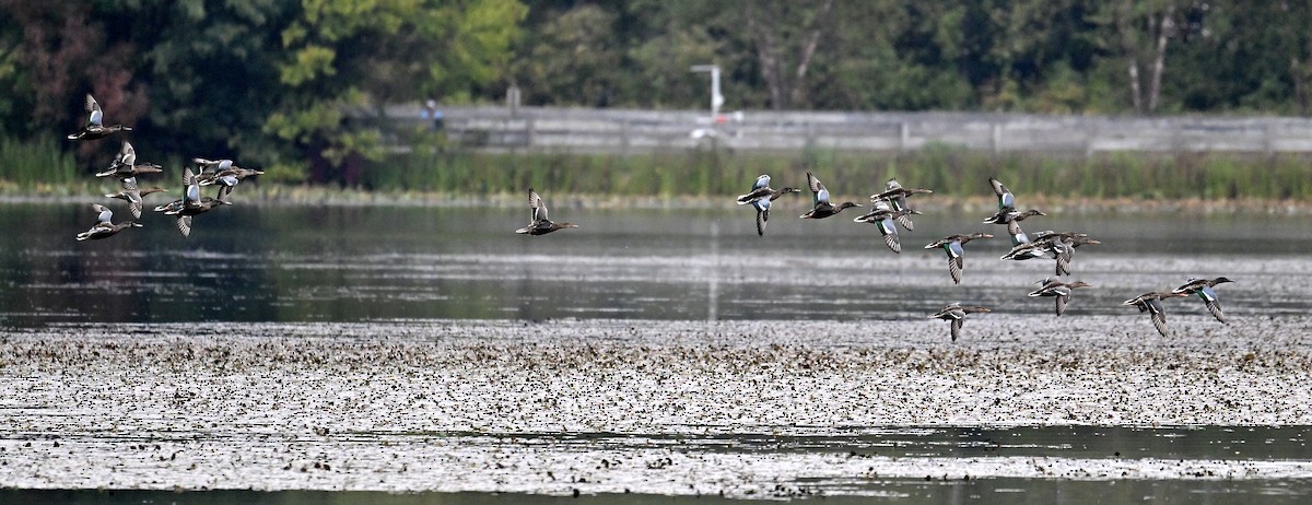 Northern Shoveler - ML642491239