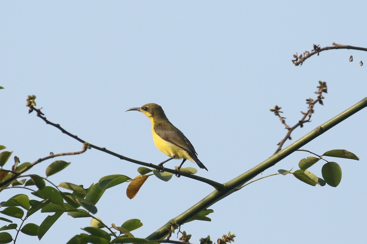 Ornate Sunbird - ML642491240