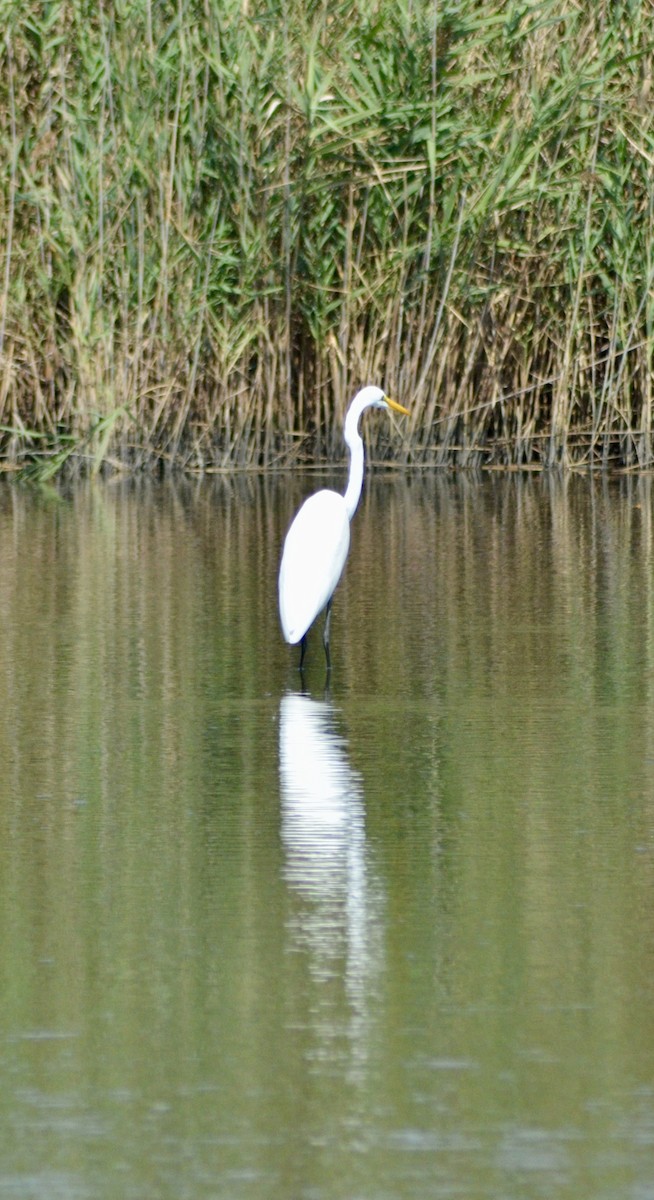 egretthegre - ML642491258