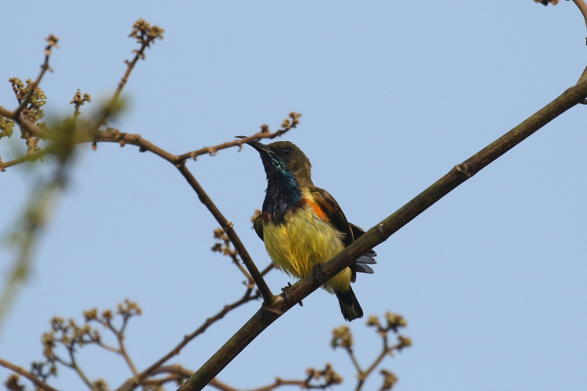 Ornate Sunbird - ML642491262