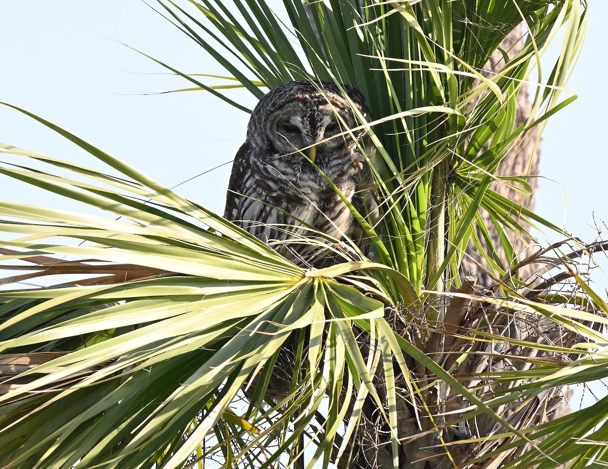 Barred Owl - ML642491263