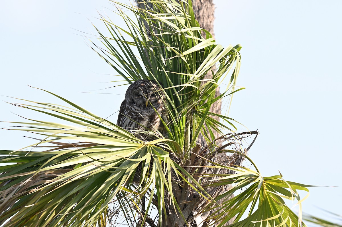 Barred Owl - ML642491264