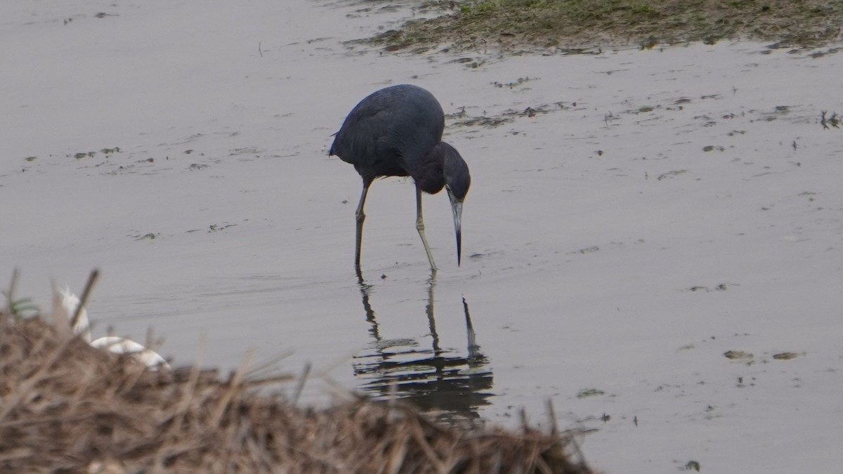 Little Blue Heron - ML642491276