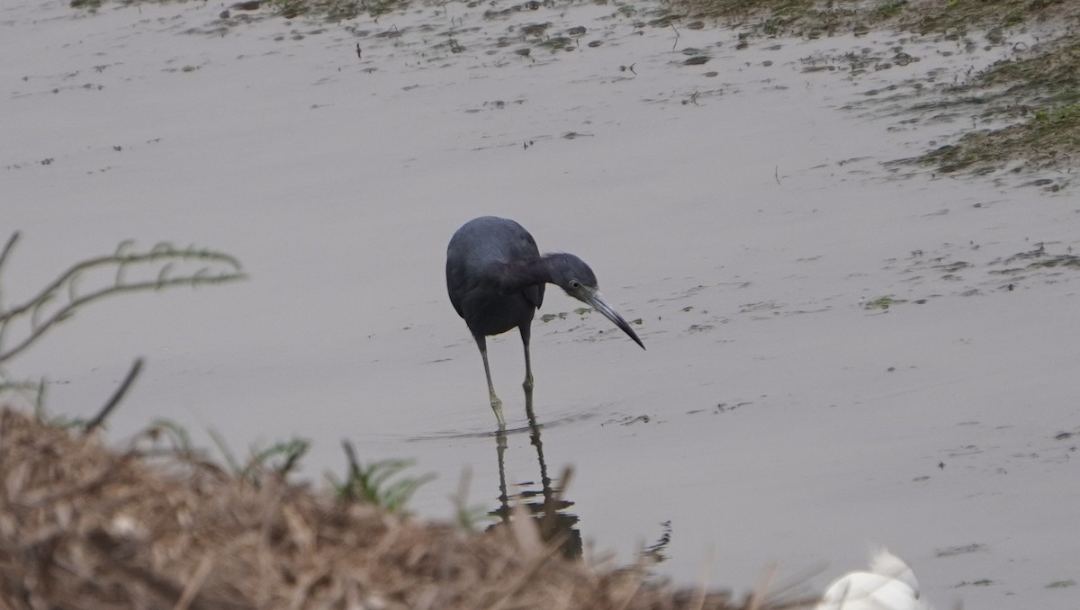 Little Blue Heron - ML642491277