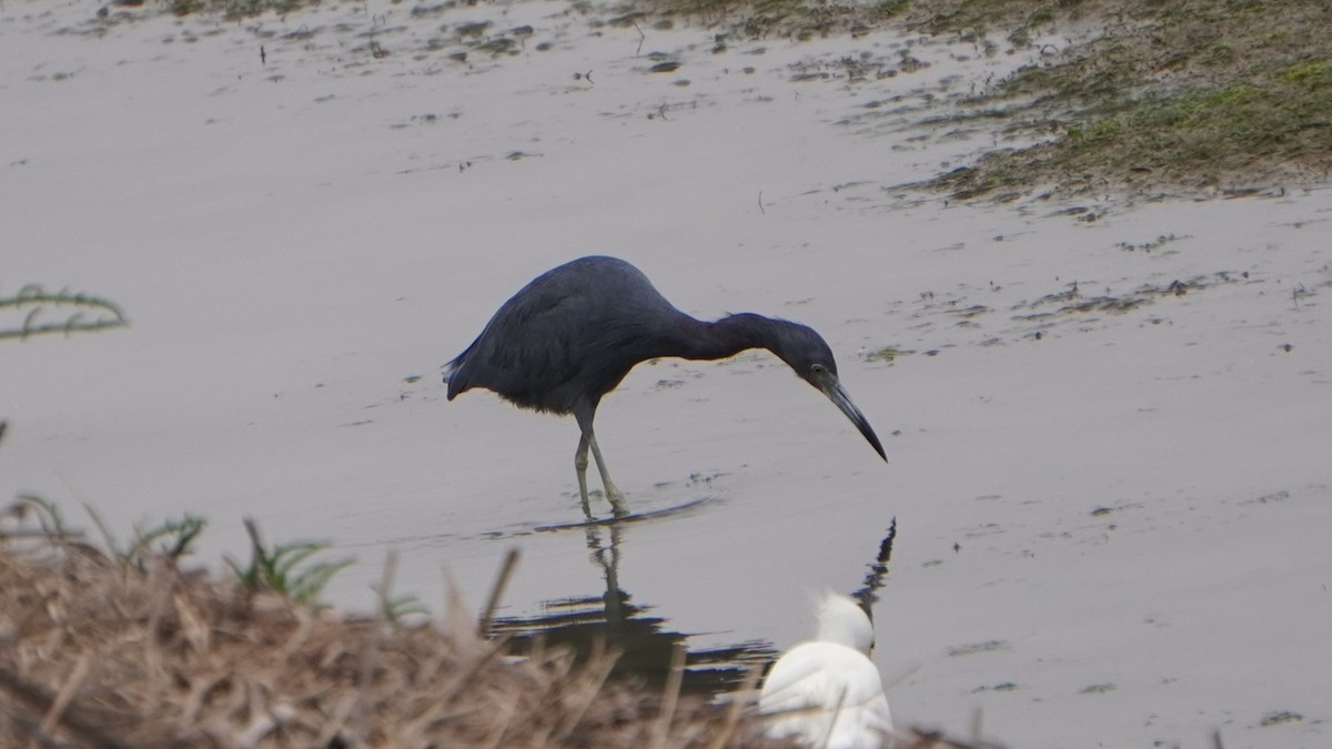 Little Blue Heron - ML642491278