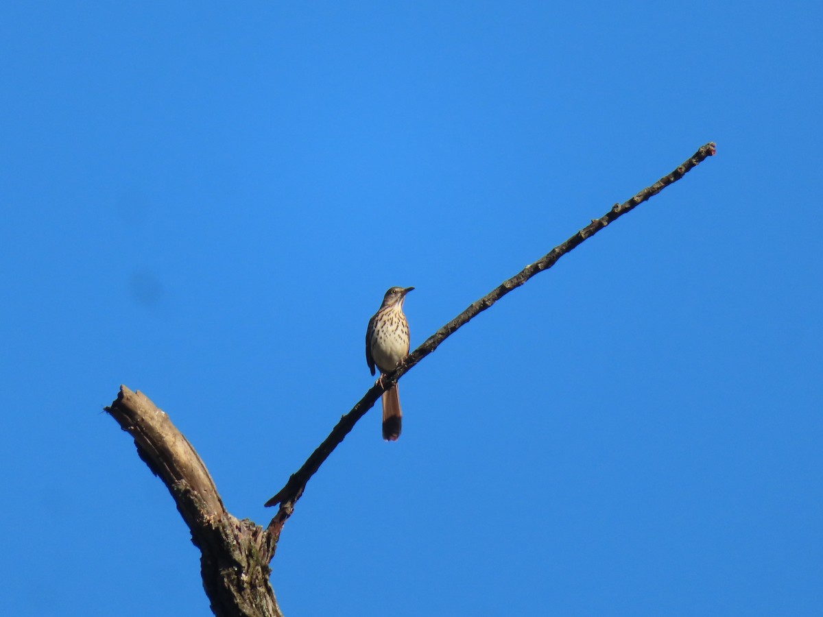Brown Thrasher - ML642491287