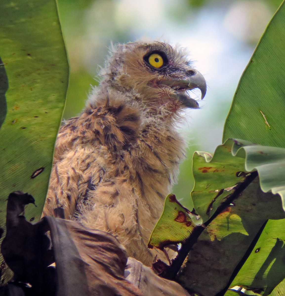 Buffy Fish-Owl - ML642491325
