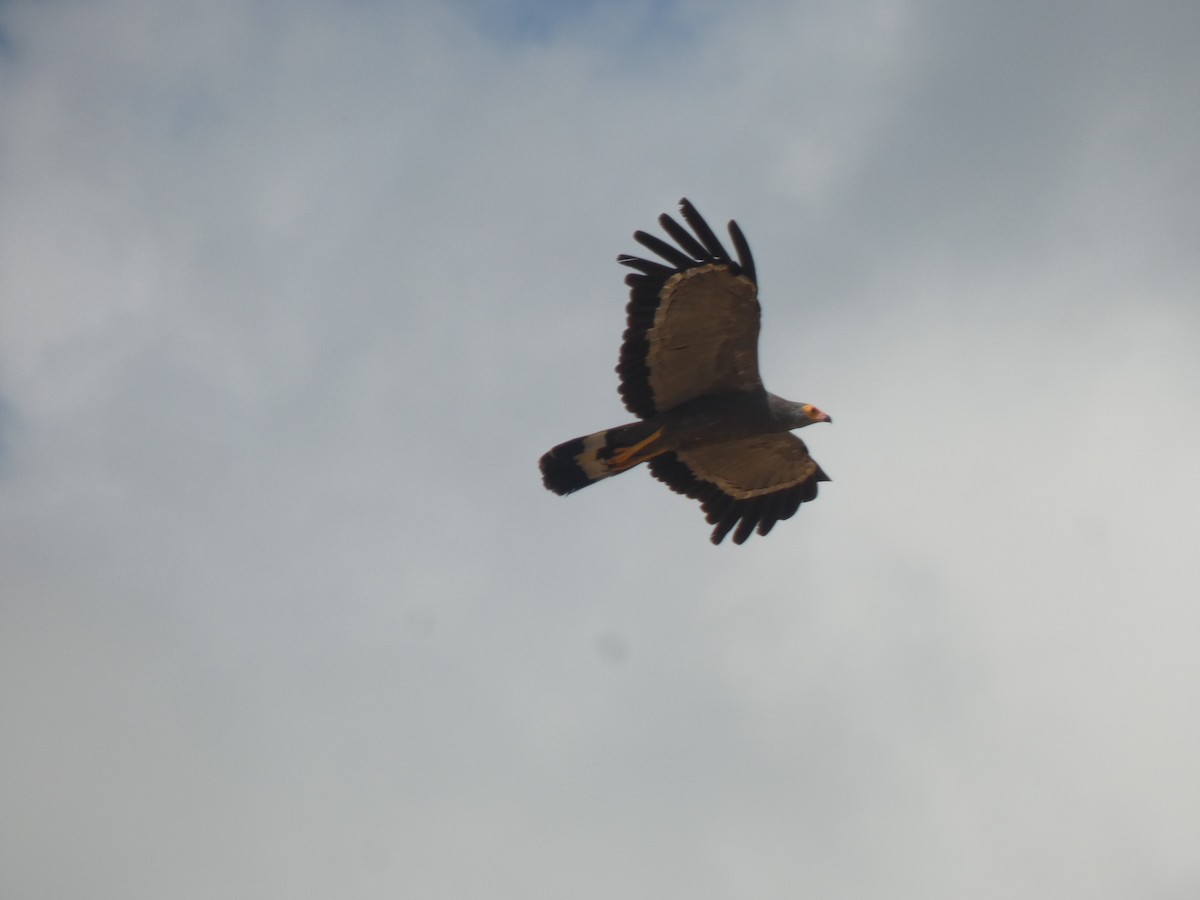 African Harrier-Hawk - ML642491354
