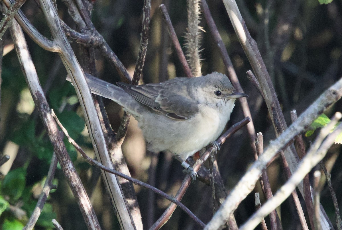 Barred Warbler - ML642491374