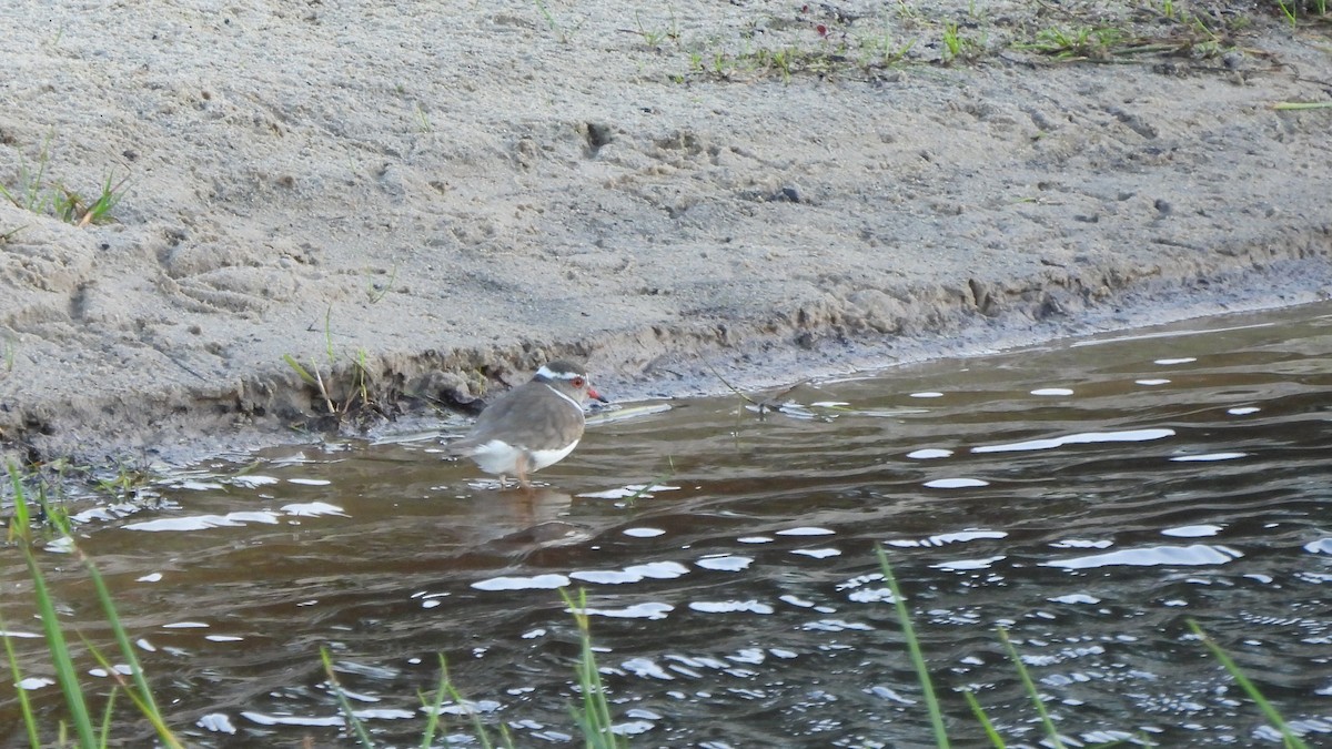 Three-banded Plover - ML642491380