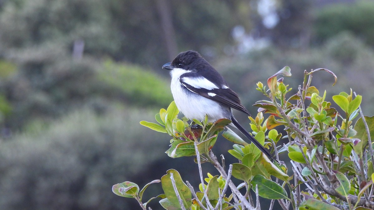 Southern Fiscal - ML642491391
