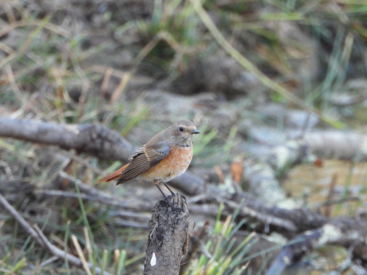 Rougequeue à front blanc - ML642491396