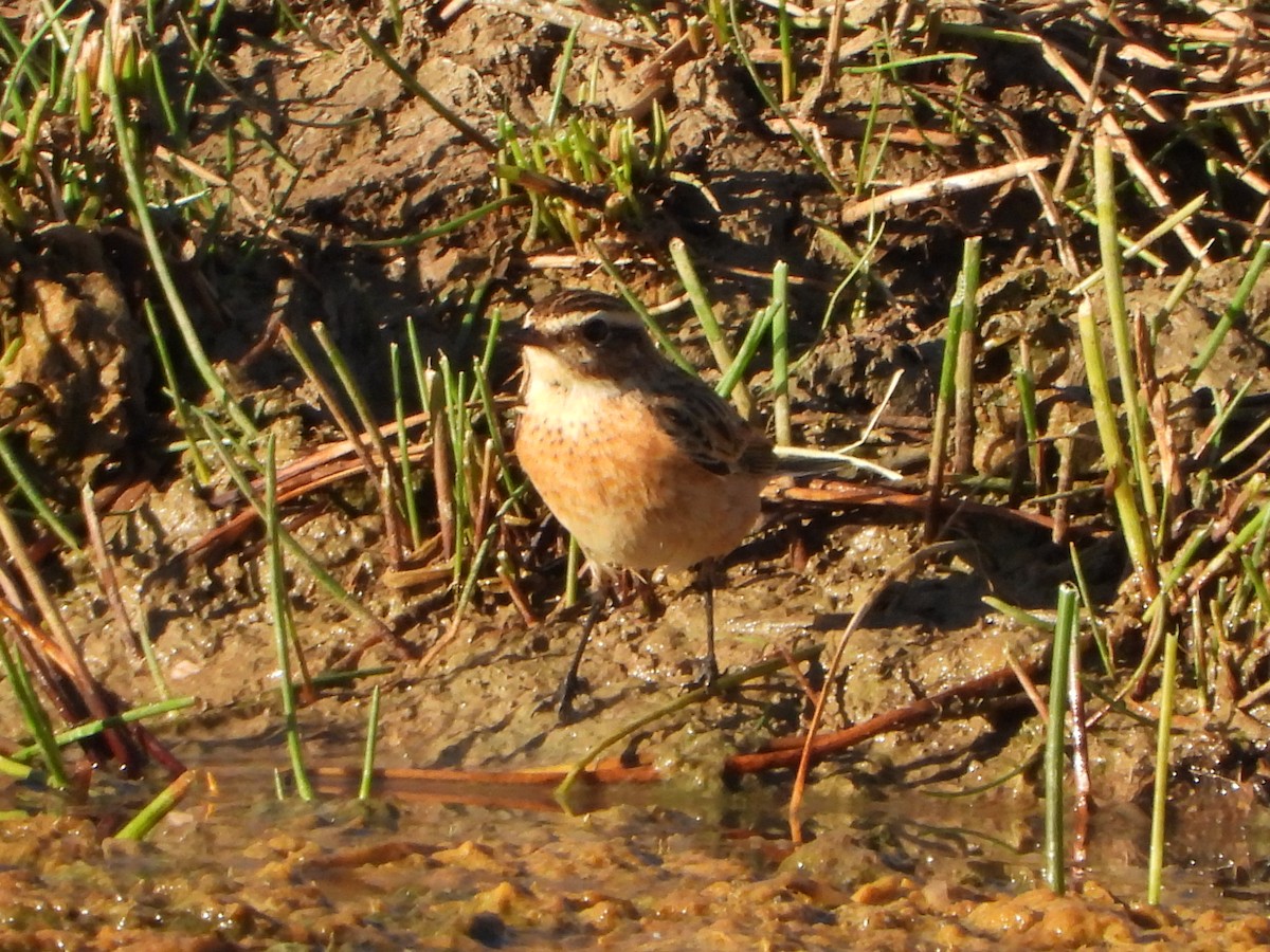 Tarier des prés - ML642491412