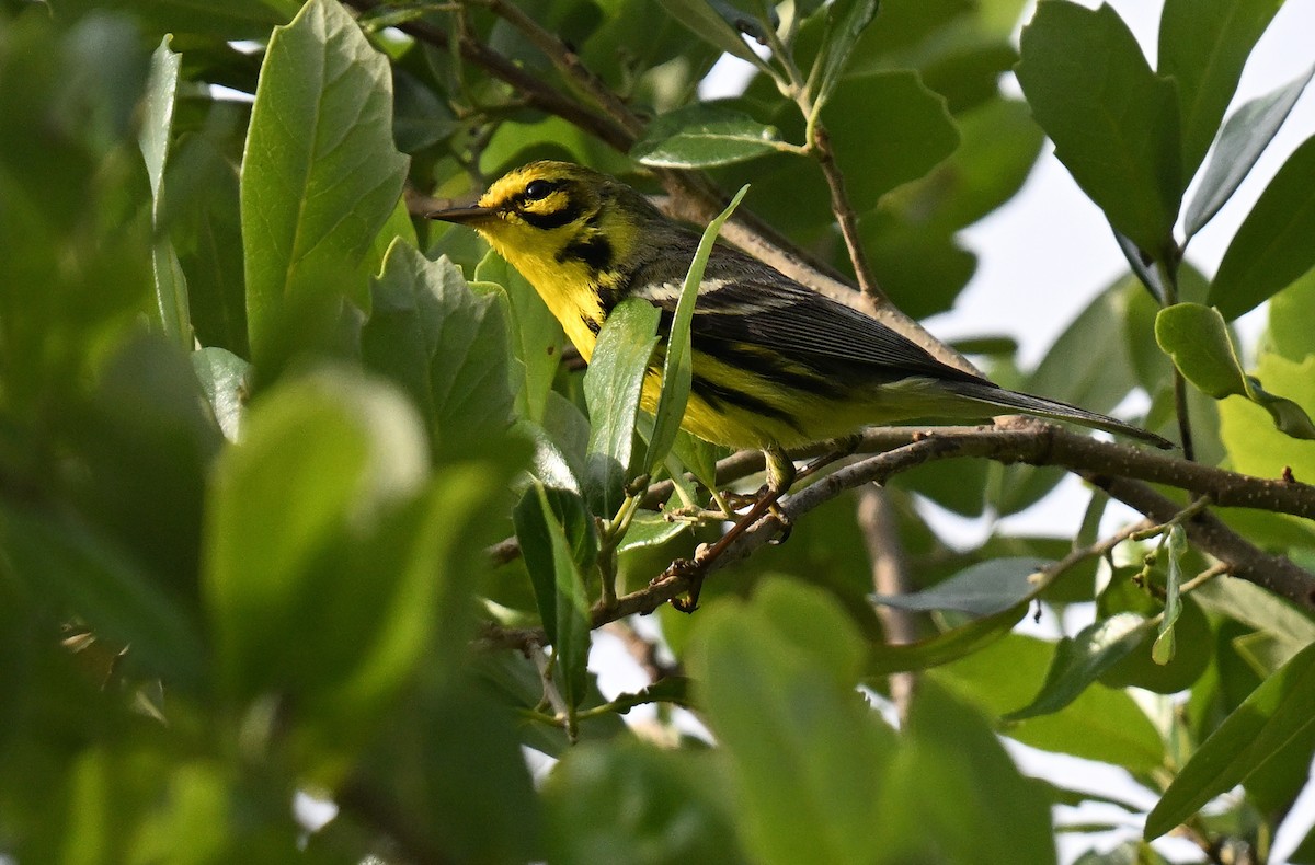 Prairie Warbler - ML642491416
