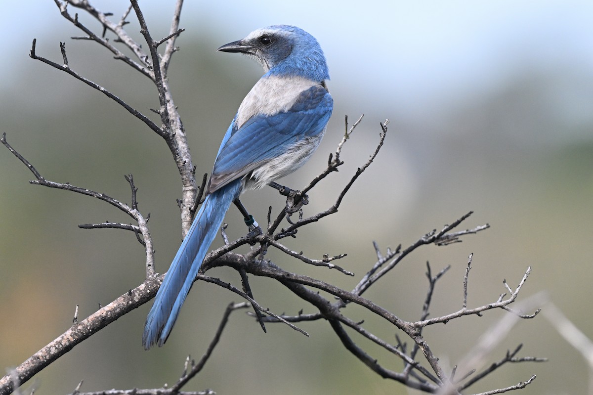 Florida Scrub-Jay - ML642491427