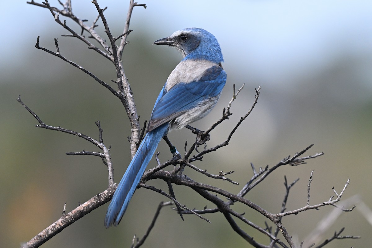 Florida Scrub-Jay - ML642491428