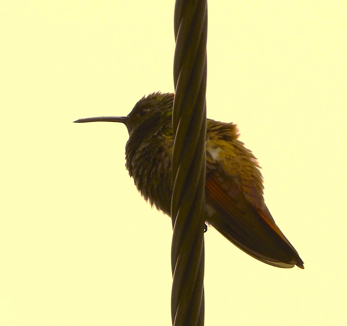 Berylline Hummingbird - ML642491440
