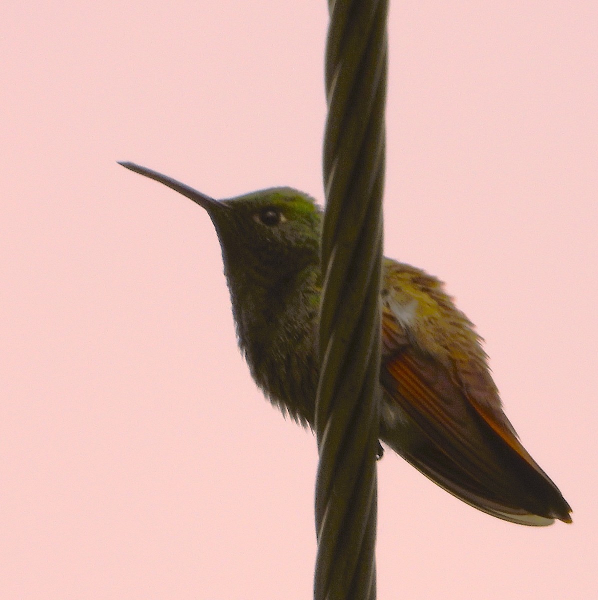 Berylline Hummingbird - ML642491441