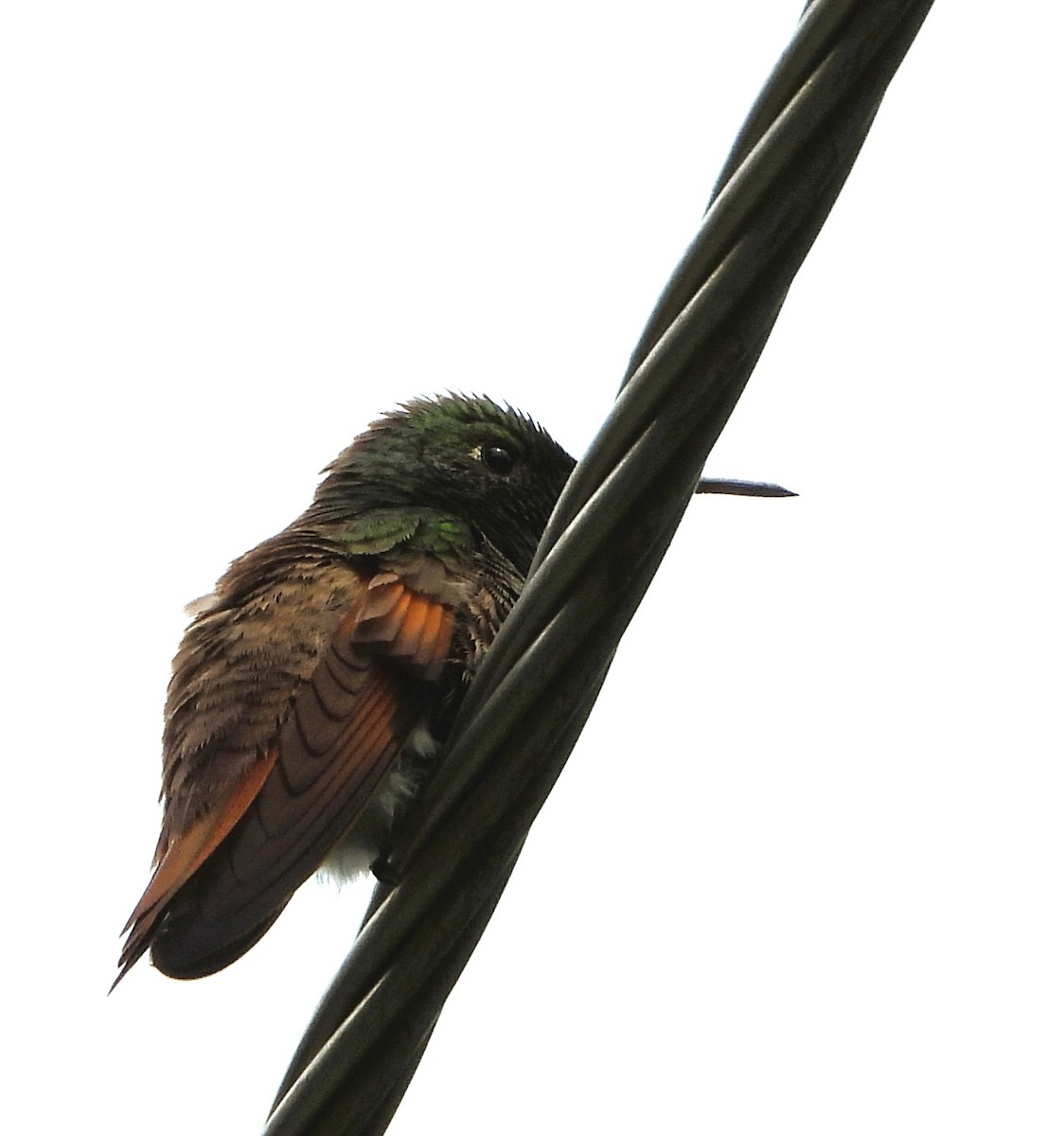 Berylline Hummingbird - ML642491442
