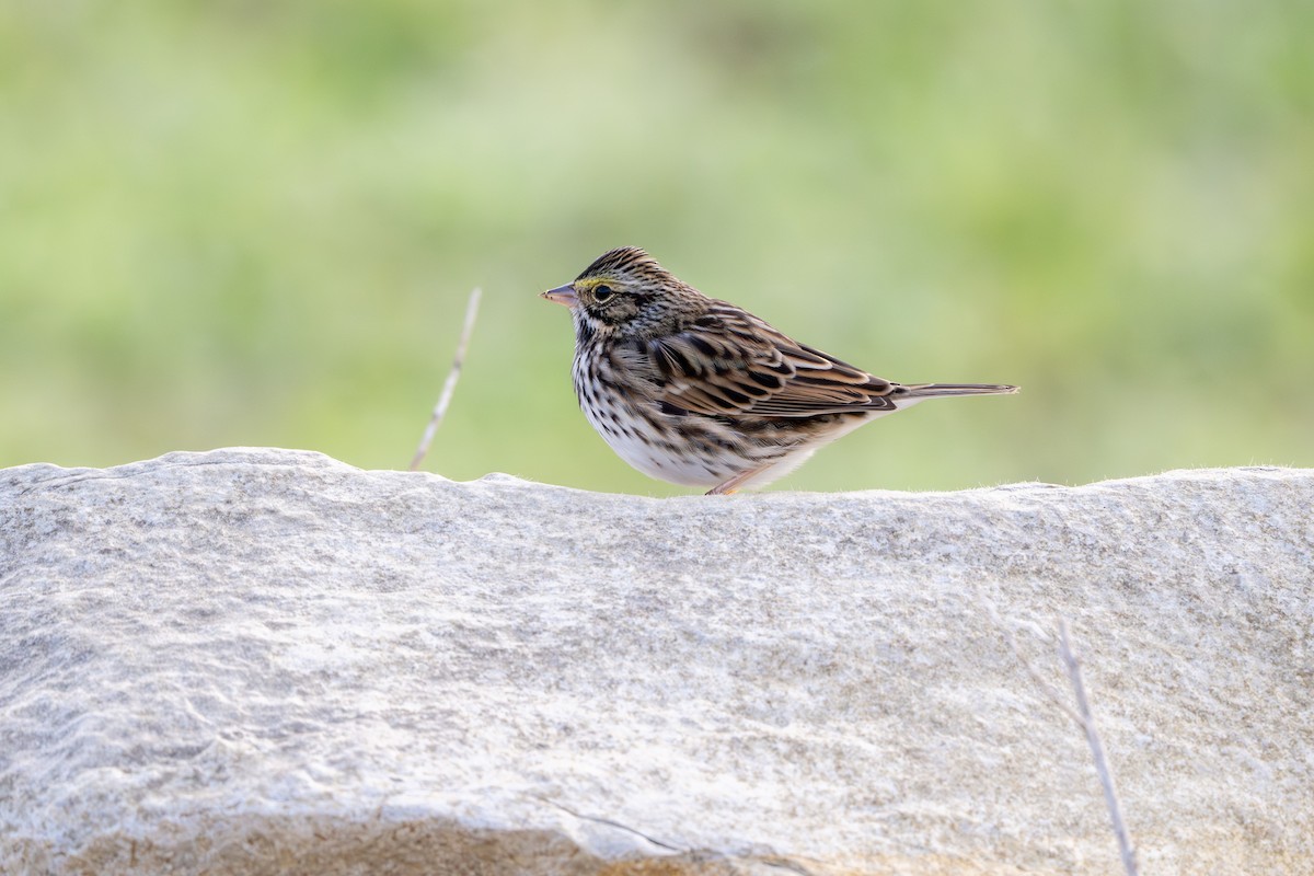 Savannah Sparrow - ML642491448